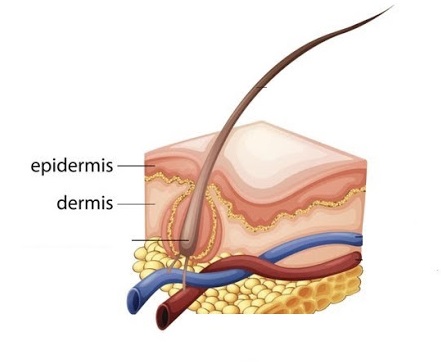 dermis a epidermis